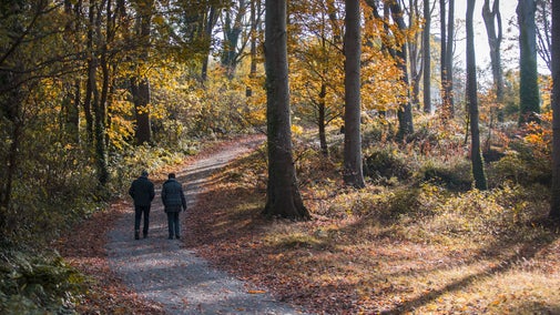 Visitors walking on a trail with autumn colour trees